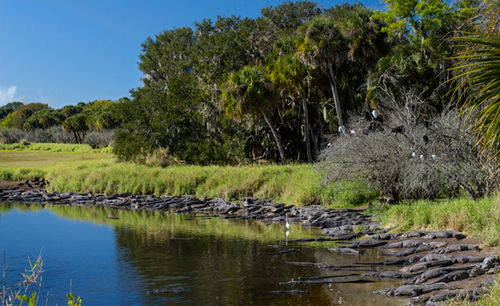 'Deep hole' alligators