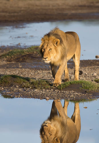 African Lion male at river, Ndutu, Tanzania