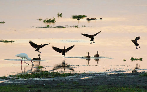africano spoonbill and ducks