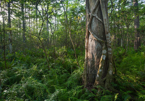Corkscrew Swamp