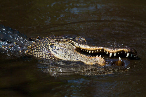 American Alligator