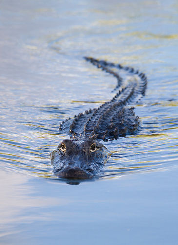American Alligator
