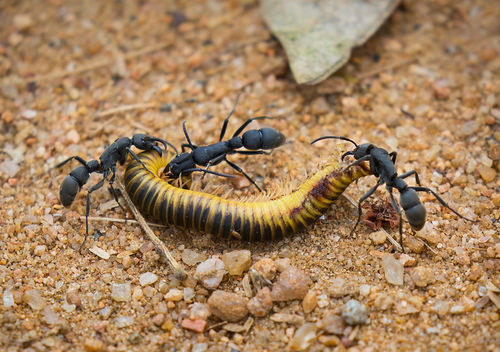 Ants with millipede