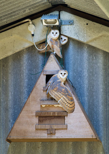 BARN OWLS