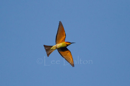 Chestnut headed Bee-eater