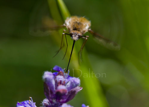 BEE-FLY