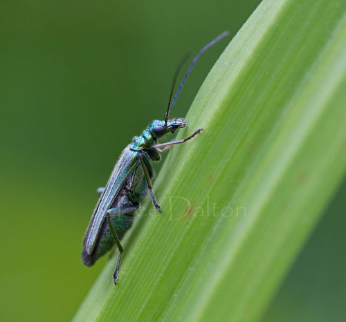 THICK-LEGGED FLOWER BEETLE