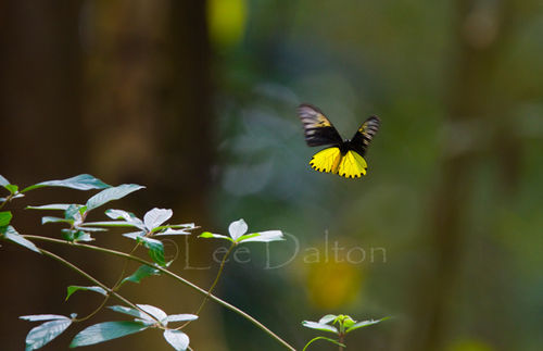 Birdwing butterfly
