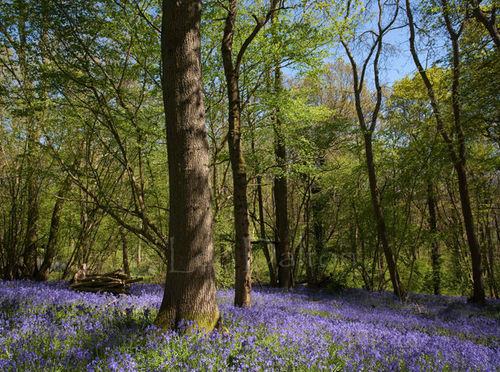 BLUEBELL WOODLAND