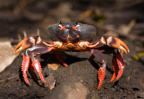 CUBAN RED LAND CRAB