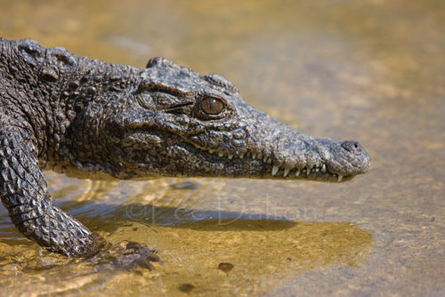 Cuban crocodile