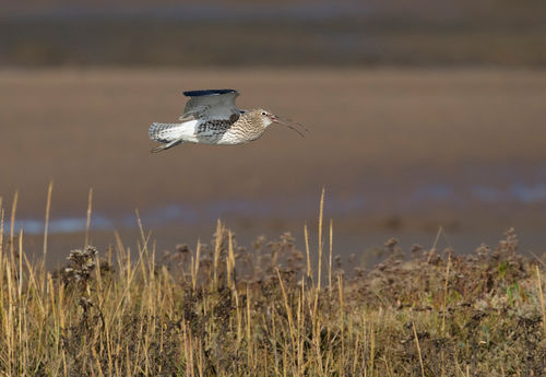 Curlew
