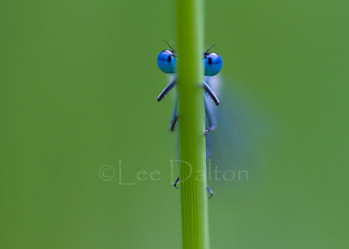 AZURE DAMSELFLY