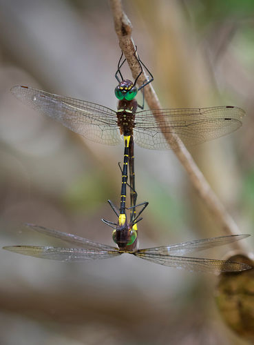 Dragonflies mating