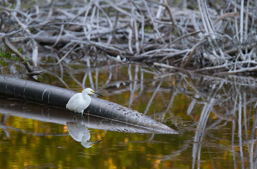 Snowy Egret