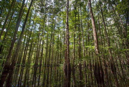 Flooded Bald Cypress forest