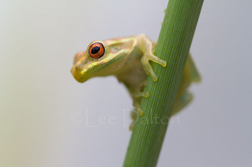 Cuban Treefrog