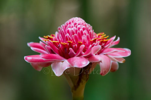 Wild Torch Ginger