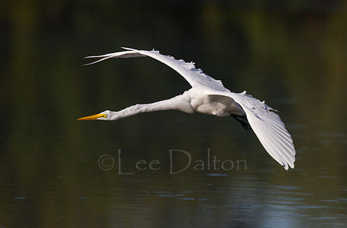 GREAT EGRET
