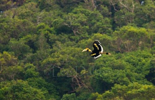 Great Hornbill