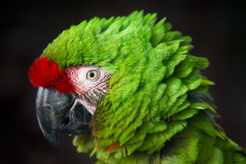Military macaw