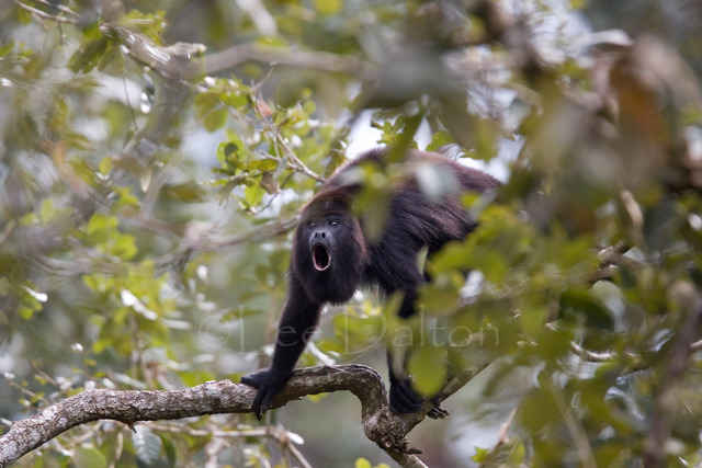 Black Howler monkey