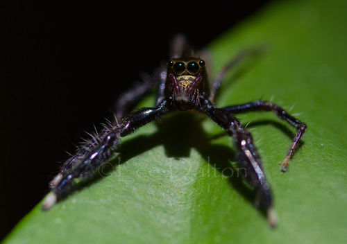Jumping spider