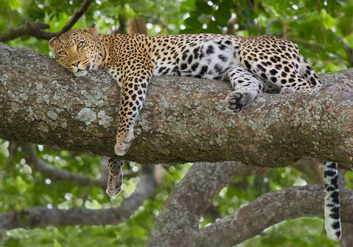 African Leopard