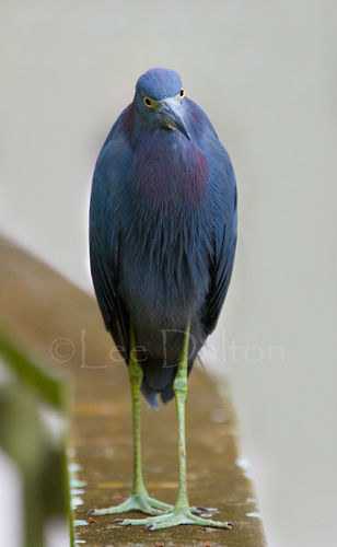 Little Blue Heron