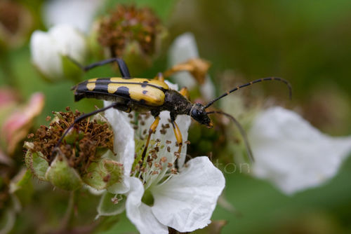 Longhorn Beetle