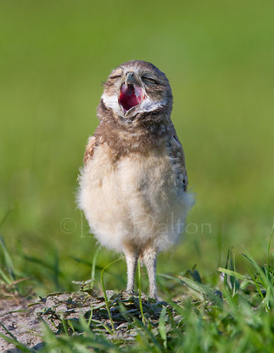 Burrowing Owl