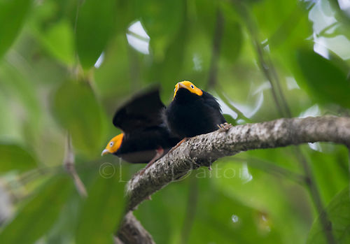 Golden-headed Manakin