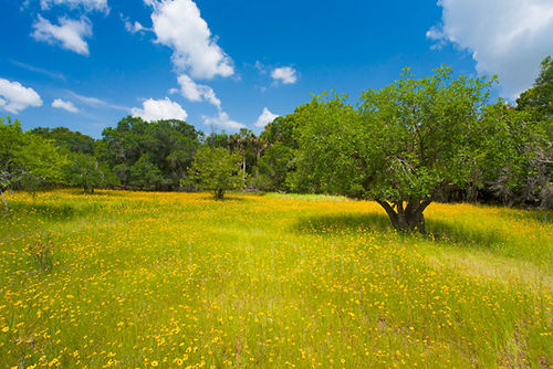 Wildflower meadow