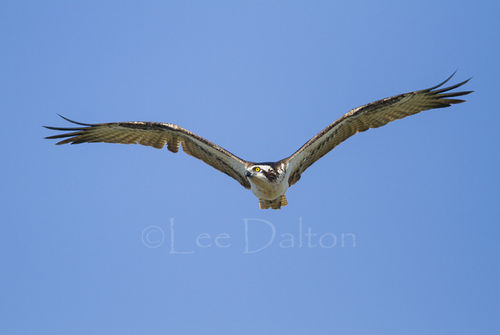 Osprey