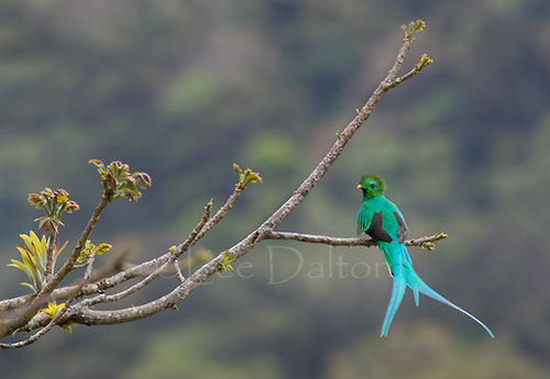 Resplendent quetzal