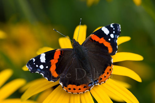 Red Admiral