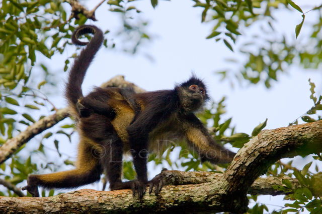 GEOFFROY'S SPIDER MONKEY