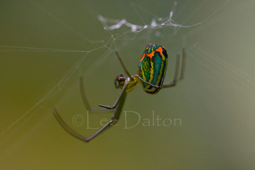 ORCHARD SPIDER