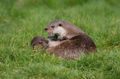 EUROPEAN OTTER