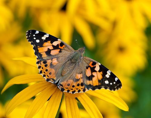 Painted Lady butterfly