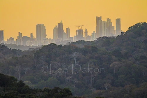 Rainforest and city at sunrise