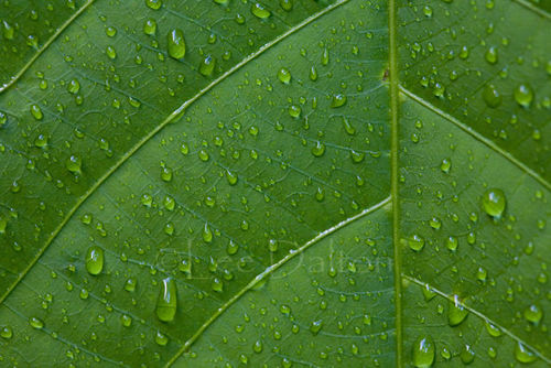 Rainforest leaf
