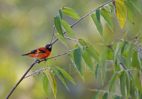 RED SISKIN