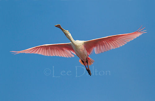 Roseate Spoonbill