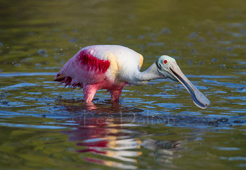 Roseate Spoonbill