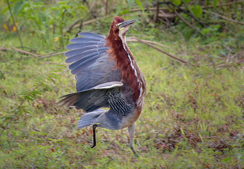 Rufescent Tiger-heron