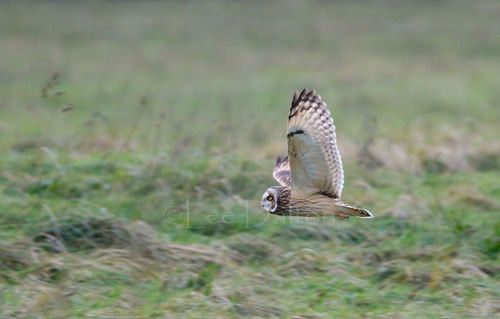 Short-eared Owl