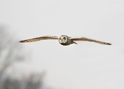 Short-eared Owl