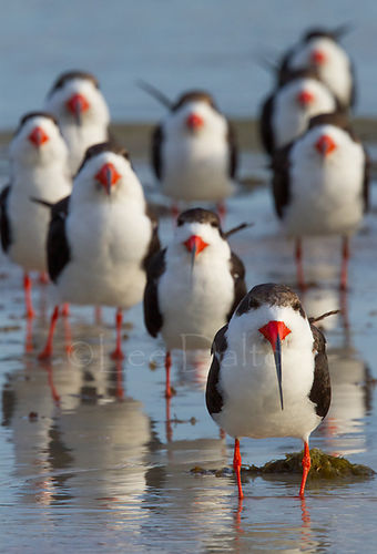 BLACK SKIMMERS