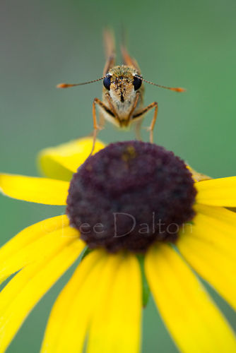 Skipper butterfly